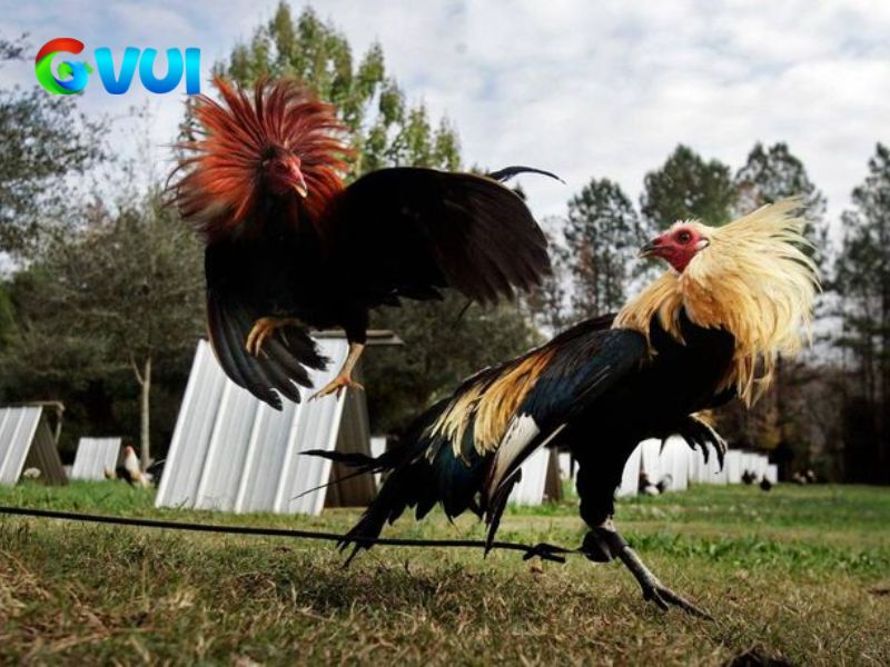 Đá gà Thomo đặt tại Campuchia