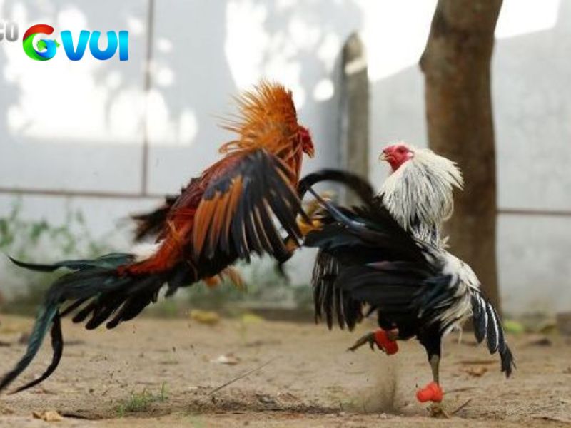 Đá gà Thomo được tổ chức theo cùng hạng cân