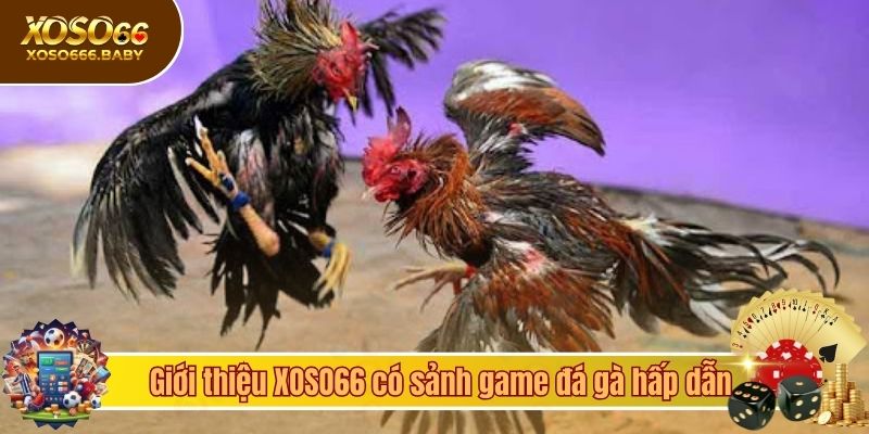Giới thiệu XOSO66 có sảnh game đá gà hấp dẫn
