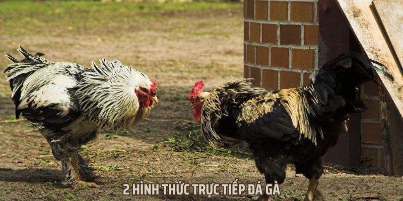 Có 2 hình thức trực tiếp đá gà phổ biến