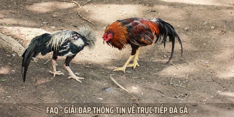 FAQ - Giải đáp thắc mắc về trực tiếp đá gà