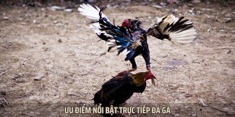 Điểm mạnh nổi bật khi chơi trực tiếp đá gà