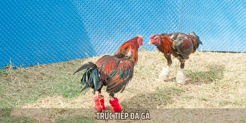Trực Tiếp Đá Gà