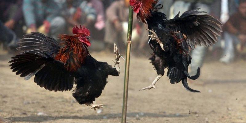 Understanding the rules of đá gà 79WIN