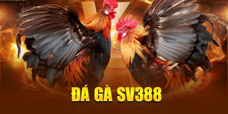 Đá gà SV388 có những hình thức nào?