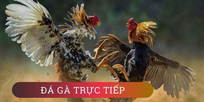Đá gà trực tiếp chân thực và kịch tính