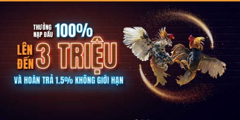 Cơ hội giao lưu từ đá gà truyền thống