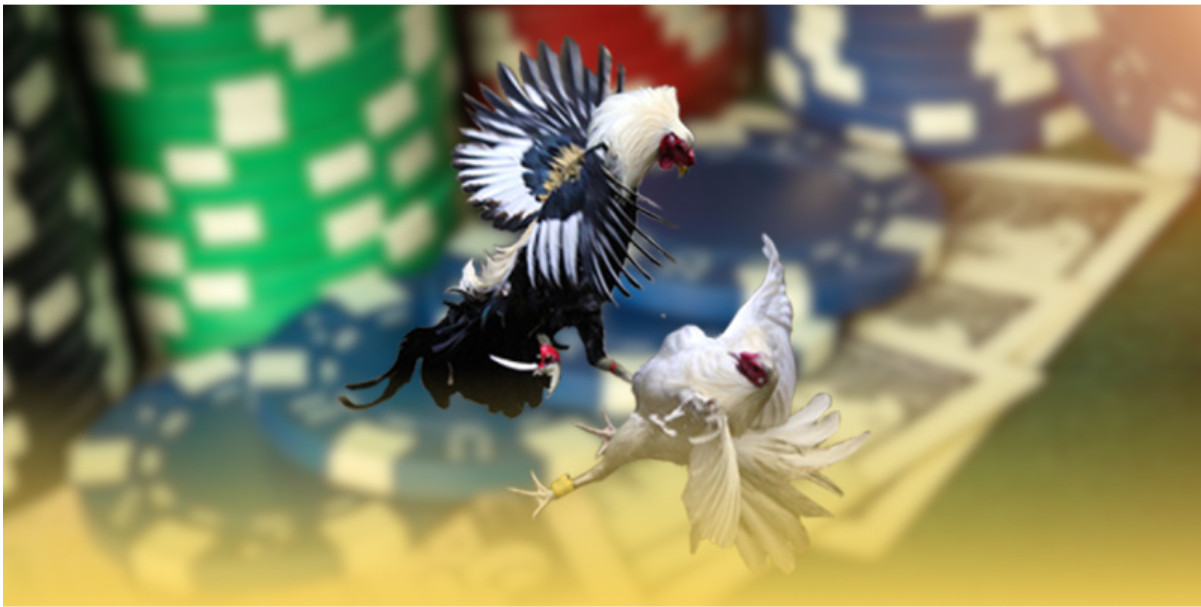 Cách tham gia đá gà tại UU88