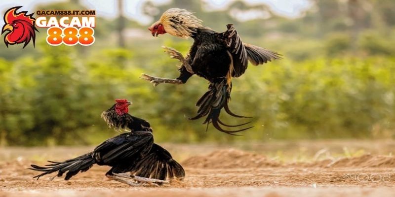 Lý do nên bắt đầu với Gacam888 ngay hôm nay