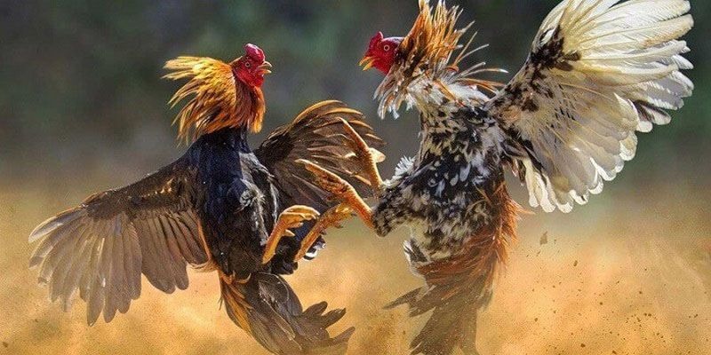 Đá gà xocdia88 – Khi chiến kê ra đòn, cảm xúc bùng nổ